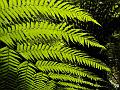 Fern frond, Sherbrook Forest PIC00213